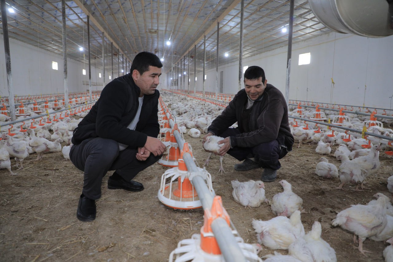 3 mlrd. soʻmlik bank krediti hisobiga ish boshlagan agrofirm