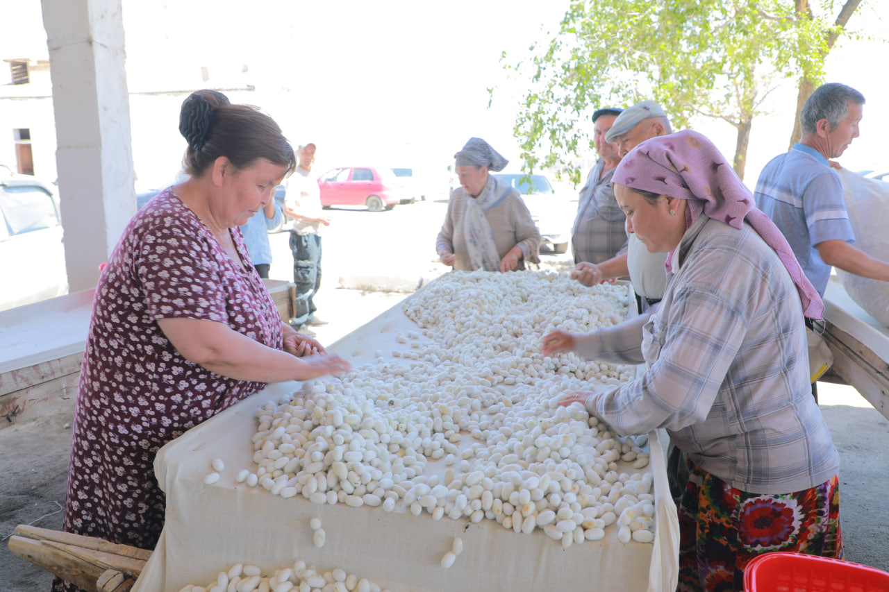 Amudaryolik pillakorlar qabul maskaniga bir kunda 32-32,5 tonna pilla topshirishmoqda