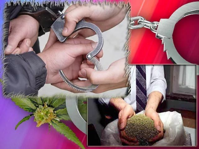 ГИЁҲВАНДЛАР ҚЎЛГА ОЛИНИБ, ЖАЗОГА ТОРТИЛДИ