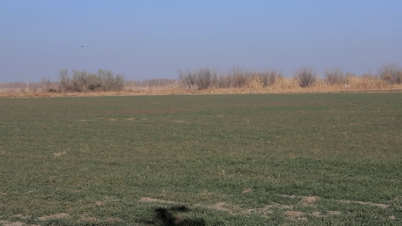 6 ming gektardan ortiq maydonda kuzgi bugʻdoy sifatli parvar