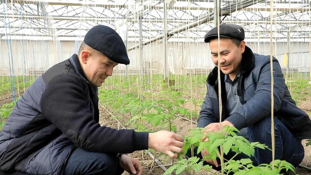 ИССИҚХОНАДАН ЙИЛИГА 150-160 ТОННА ҲОСИЛ ОЛИНМОҚДА