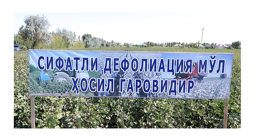 ҚИПЧОҚ ОВУЛИДА ҒЎЗА ДЕФОЛИАЦИЯСИ БЎЙИЧА КЎРГАЗМАЛИ СЕМИНАР Ў
