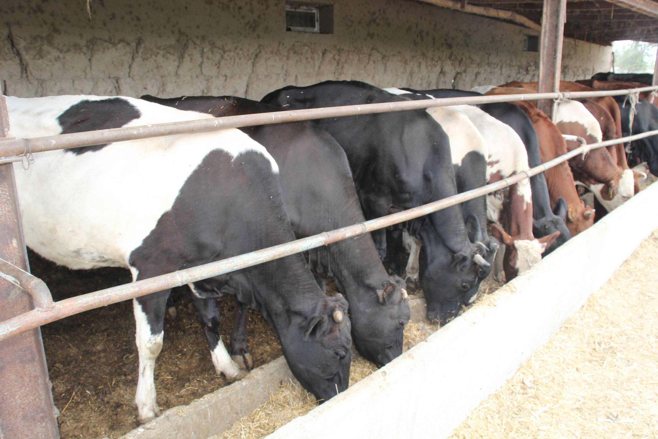 Bobur nomli ovuldagi koʻp tarmoqli fermer xoʻjaligi