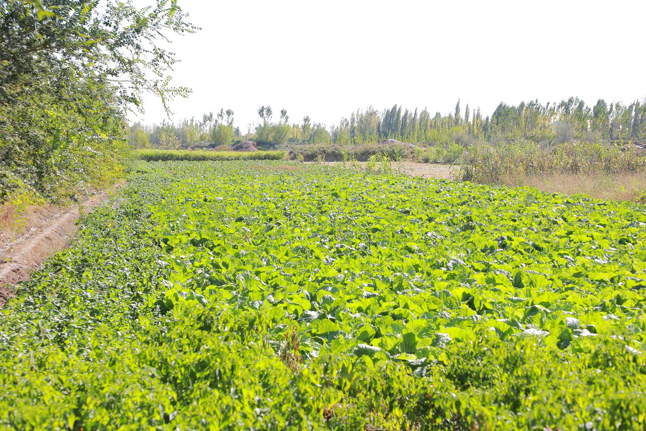 Tomorqalardan samarali foydalanish aholi daromadini oshirmoqda