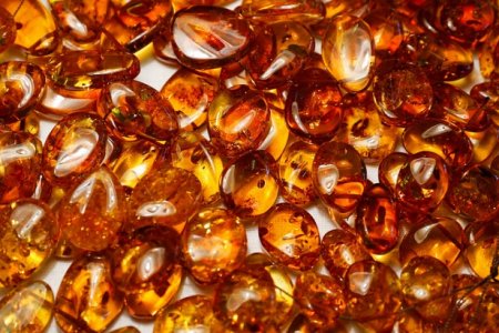 Tarixda ilk bor yoshi 100 million yilga teng dengiz jonzoti 