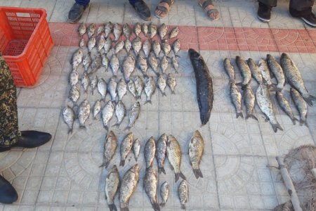 TUMANDA TAQIQLANGAN HUDUDLAPDA BALIQ OVLAGAN BPAKONEPLAPDAN YeTKAZILGAN ZAPAP UNDIPILDI