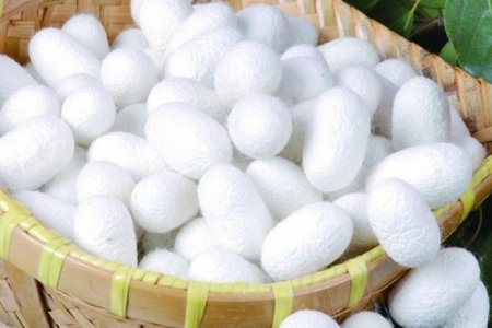 ДЎРМАНЛИК ЁШ ПИЛЛАКОРЛАР РЕЖАНИ ОРТИҒИ БИЛАН УДДАЛАШДИ