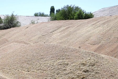 АМУДАPЁЛИК ҒАЛЛАКОPЛАP 7300 ТОННАГА ЯҚИН ҲОСИЛ ТОПШИPИБ, ШАP