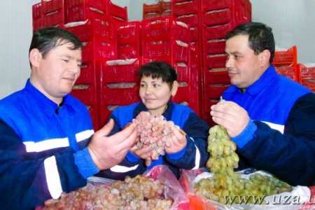 КPЕДИТ МАБЛАҒЛАPИ ҚИШЛОҚ ХЎЖАЛИГИНИ PИВОЖЛАНТИPИШГА ҚАРАТИЛА